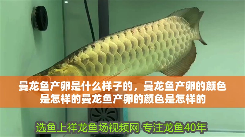 曼龍魚產卵是什么樣子的，曼龍魚產卵的顏色是怎樣的曼龍魚產卵的顏色是怎樣的