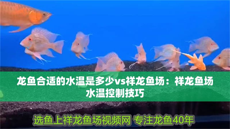 龍魚合適的水溫是多少vs祥龍魚場：祥龍魚場水溫控制技巧 龍魚合適的水溫是多少vs祥龍魚場：祥龍魚場水溫控制技巧 vs祥龍魚場 第1張