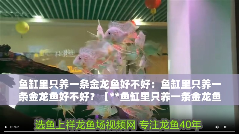 魚缸里只養一條金龍魚好不好：魚缸里只養一條金龍魚好不好？【**魚缸里只養一條金龍魚有利弊以減少疾病傳播的可能性】