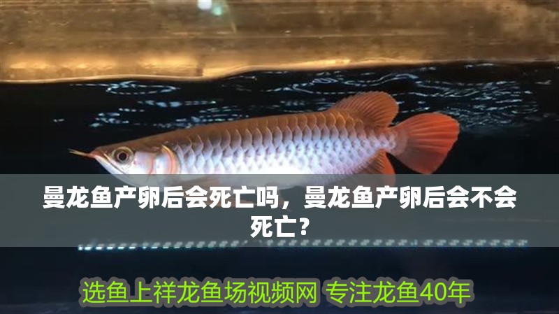 曼龍魚產卵后會死亡嗎，曼龍魚產卵后會不會死亡？
