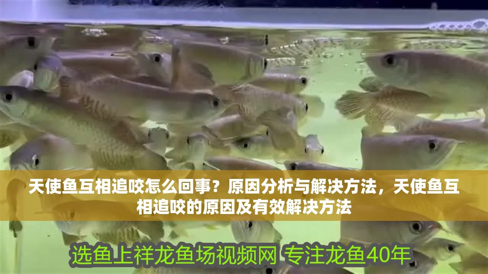 天使魚互相追咬怎么回事？原因分析與解決方法，天使魚互相追咬的原因及有效解決方法