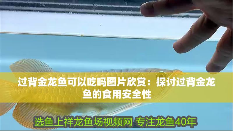 過背金龍魚可以吃嗎圖片欣賞：探討過背金龍魚的食用安全性 過背金龍魚可以吃嗎圖片欣賞：探討過背金龍魚的食用安全性 金龍魚百科 第1張