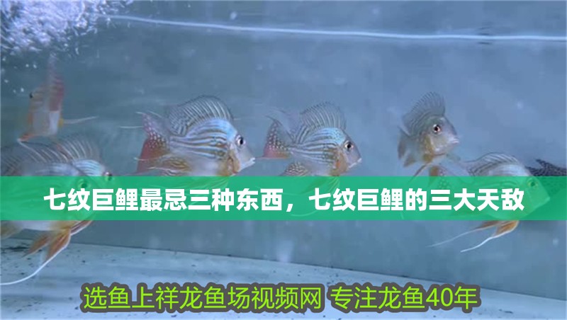 七紋巨鯉最忌三種東西，七紋巨鯉的三大天敵