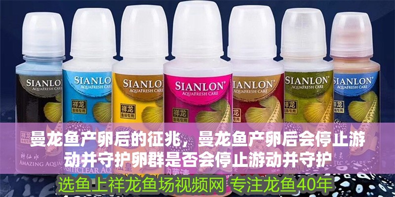 曼龍魚產卵后的征兆，曼龍魚產卵后會停止游動并守護卵群是否會停止游動并守護 曼龍魚產卵后的征兆，曼龍魚產卵后會停止游動并守護卵群是否會停止游動并守護 水族問答