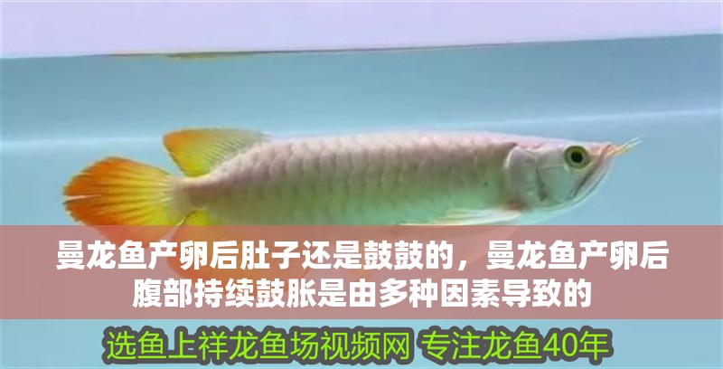 曼龍魚產卵后肚子還是鼓鼓的，曼龍魚產卵后腹部持續鼓脹是由多種因素導致的