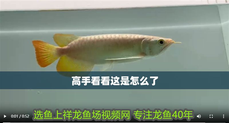 高手看看這是怎么了 黃金貓魚百科 第3張 高手看看這是怎么了 高手看看這是怎么了 黃金貓魚百科 第3張