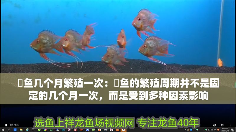 魟魚幾個(gè)月繁殖一次：魟魚的繁殖周期并不是固定的幾個(gè)月一次，而是受到多種因素影響