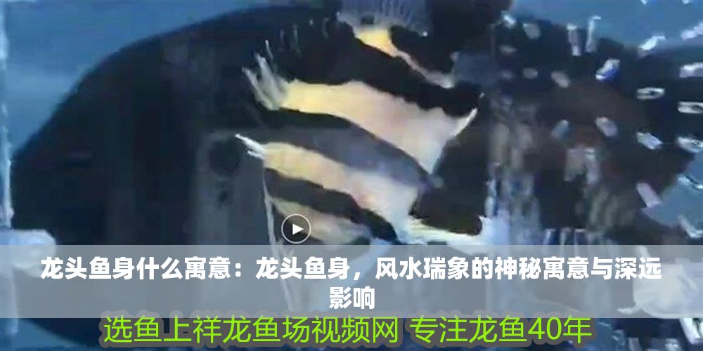 龍頭魚身什么寓意：龍頭魚身，風水瑞象的神秘寓意與深遠影響 龍頭魚身什么寓意：龍頭魚身，風水瑞象的神秘寓意與深遠影響 龍魚百科 第1張