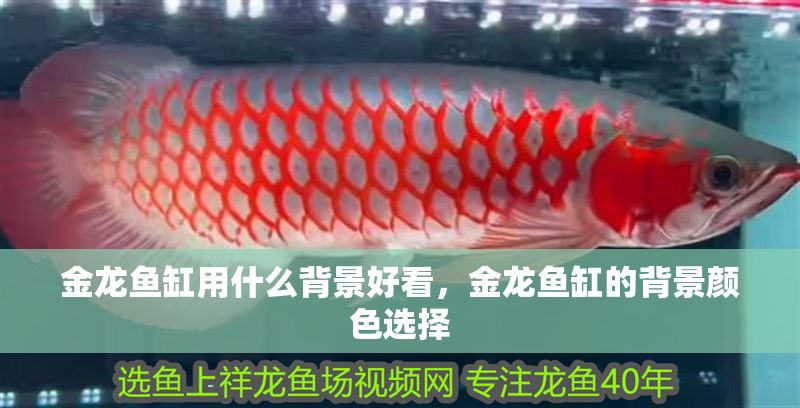 金龍魚缸用什么背景好看，金龍魚缸的背景顏色選擇