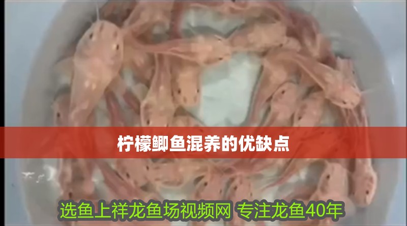 檸檬鯽魚混養(yǎng)的優(yōu)缺點(diǎn)