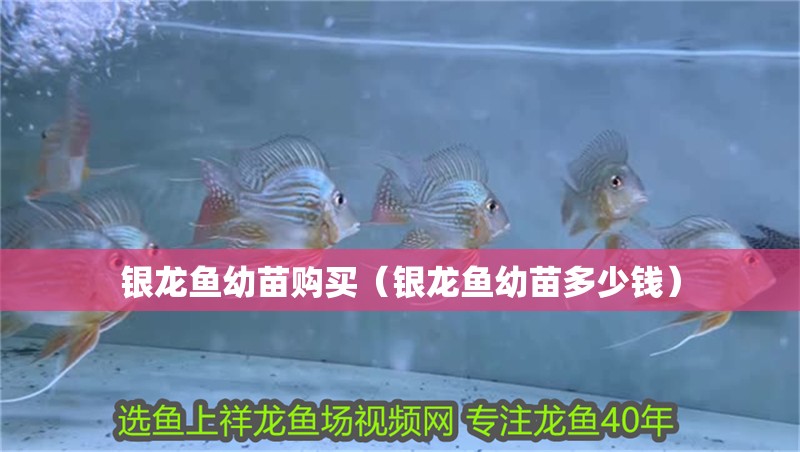 銀龍魚幼苗購買（銀龍魚幼苗多少錢） 銀龍魚幼苗購買（銀龍魚幼苗多少錢） 銀龍魚百科