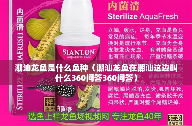 潮汕龍魚是什么魚種（潮汕龍魚在潮汕這邊叫什么360問答360問答）