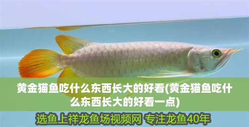 黃金貓魚吃什么東西長(zhǎng)大的好看(黃金貓魚吃什么東西長(zhǎng)大的好看一點(diǎn))