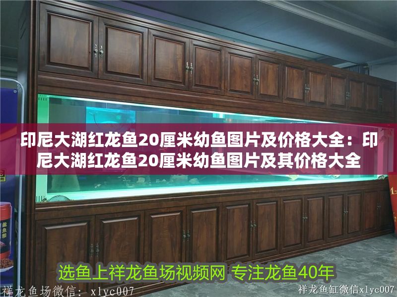 印尼大湖紅龍魚20厘米幼魚圖片及價格大全：印尼大湖紅龍魚20厘米幼魚圖片及其價格大全
