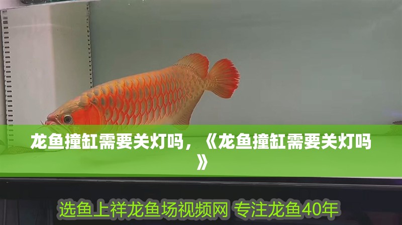 龍魚撞缸需要關燈嗎，《龍魚撞缸需要關燈嗎》