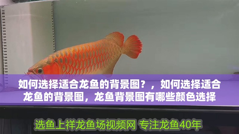 如何選擇適合龍魚的背景圖？，如何選擇適合龍魚的背景圖，龍魚背景圖有哪些顏色選擇