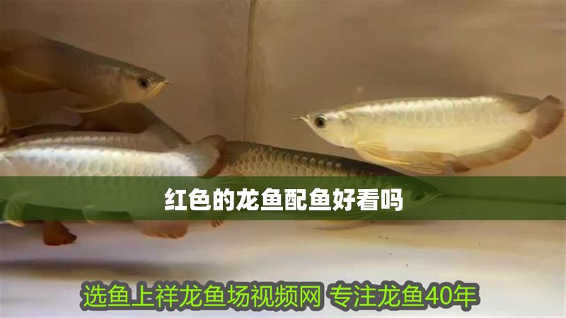 紅色的龍魚配魚好看嗎 紅色的龍魚配魚好看嗎 龍魚百科 第1張