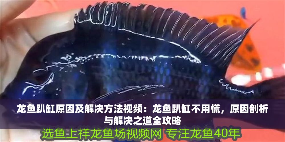 龍魚趴缸原因及解決方法視頻：龍魚趴缸不用慌，原因剖析與解決之道全攻略