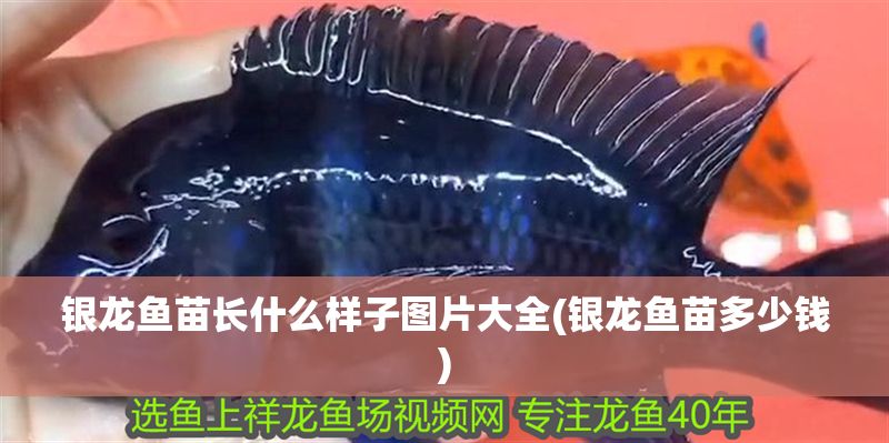 銀龍魚苗長什么樣子圖片大全(銀龍魚苗多少錢)