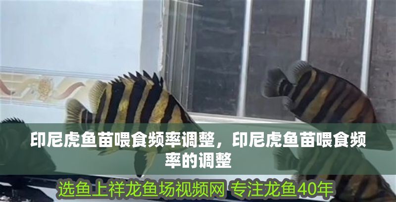印尼虎魚苗喂食頻率調(diào)整，印尼虎魚苗喂食頻率的調(diào)整