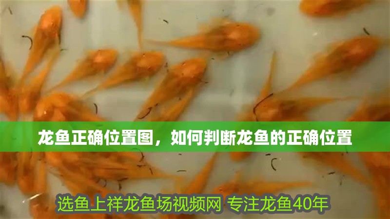 龍魚正確位置圖，如何判斷龍魚的正確位置 龍魚正確位置圖，如何判斷龍魚的正確位置 水族問答
