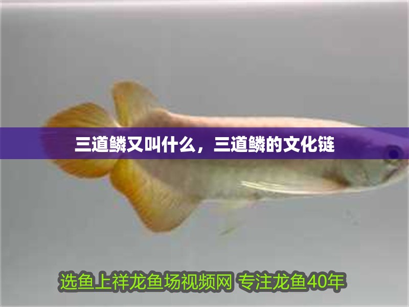 三道鱗又叫什么，三道鱗的文化鏈 三道鱗又叫什么，三道鱗的文化鏈 龍魚論壇