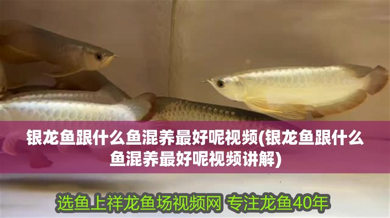 銀龍魚跟什么魚混養(yǎng)最好呢視頻(銀龍魚跟什么魚混養(yǎng)最好呢視頻講解)