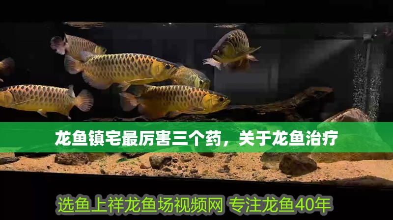 龍魚鎮宅最厲害三個藥，關于龍魚治療