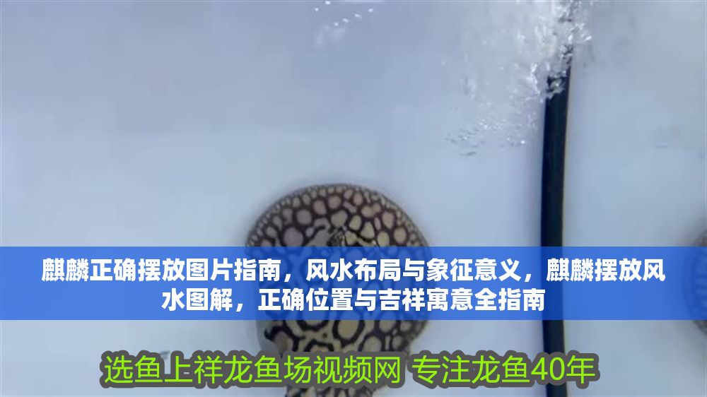 麒麟正確擺放圖片指南，風水布局與象征意義，麒麟擺放風水圖解，正確位置與吉祥寓意全指南 麒麟正確擺放圖片指南，風水布局與象征意義，麒麟擺放風水圖解，正確位置與吉祥寓意全指南 龍魚百科 第1張
