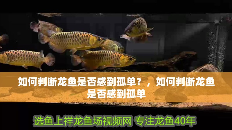 如何判斷龍魚是否感到孤單？，如何判斷龍魚是否感到孤單 如何判斷龍魚是否感到孤單？，如何判斷龍魚是否感到孤單 龍魚論壇