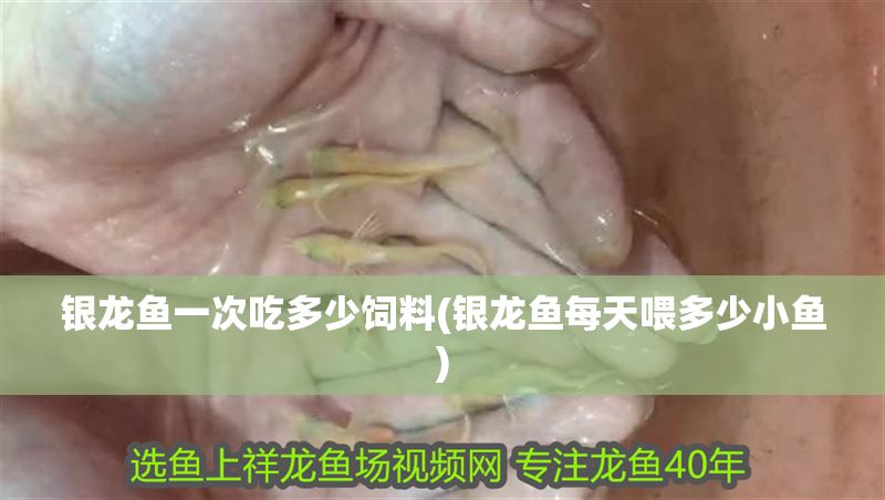 銀龍魚一次吃多少飼料(銀龍魚每天喂多少小魚)