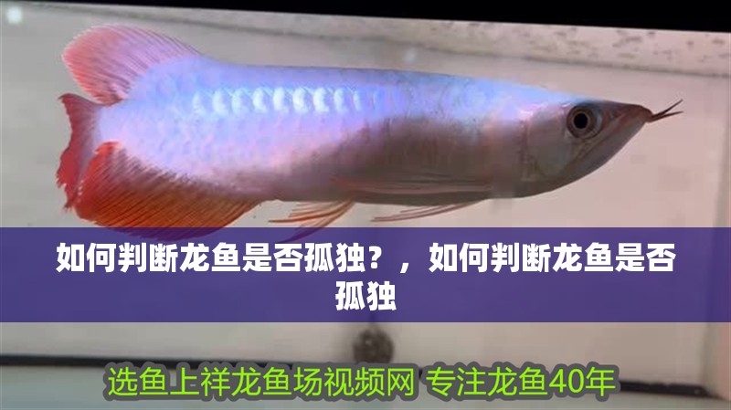 如何判斷龍魚是否孤獨？，如何判斷龍魚是否孤獨