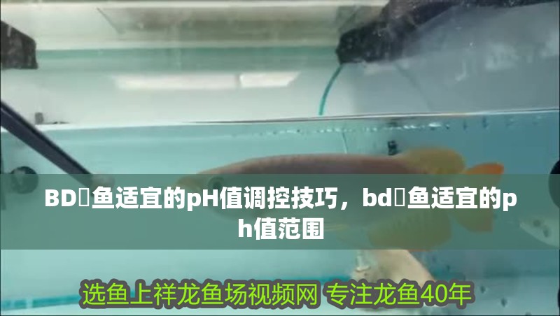 BD魟魚(yú)適宜的pH值調(diào)控技巧，bd魟魚(yú)適宜的ph值范圍