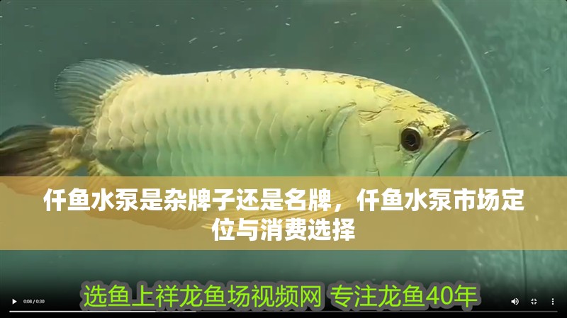 仟魚水泵是雜牌子還是名牌，仟魚水泵市場定位與消費選擇 仟魚水泵是雜牌子還是名牌，仟魚水泵市場定位與消費選擇 龍魚論壇