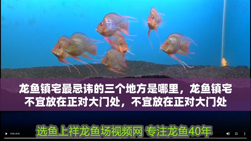 龍魚鎮(zhèn)宅最忌諱的三個地方是哪里，龍魚鎮(zhèn)宅不宜放在正對大門處，不宜放在正對大門處