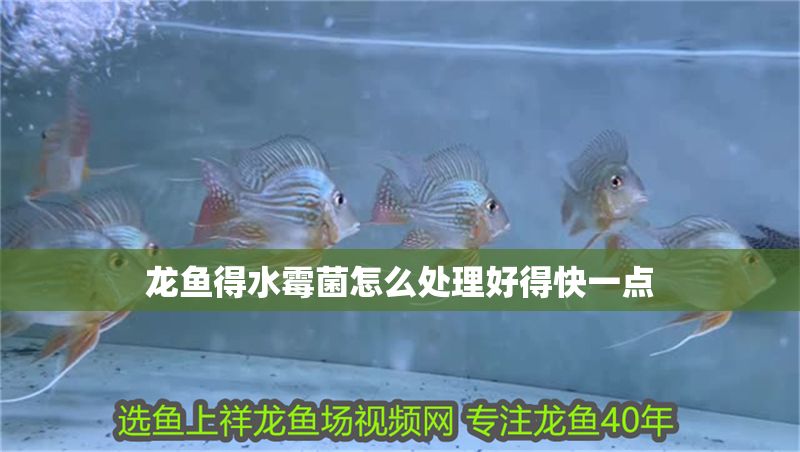 龍魚得水霉菌怎么處理好得快一點 龍魚得水霉菌怎么處理好得快一點 龍魚百科 第2張