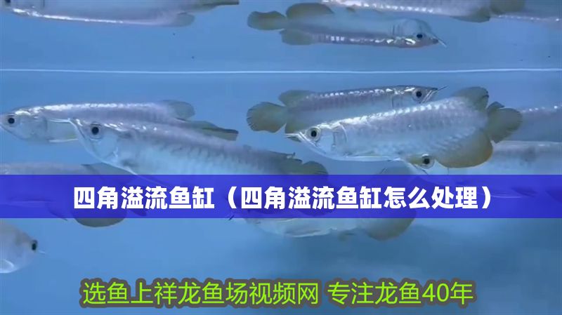 四角溢流魚缸（四角溢流魚缸怎么處理）