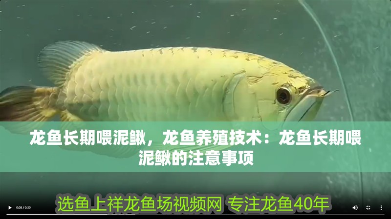 龍魚長期喂泥鰍，龍魚養殖技術：龍魚長期喂泥鰍的注意事項