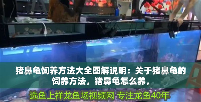 豬鼻龜飼養(yǎng)方法大全圖解說明：關(guān)于豬鼻龜?shù)娘曫B(yǎng)方法，豬鼻龜怎么養(yǎng)，