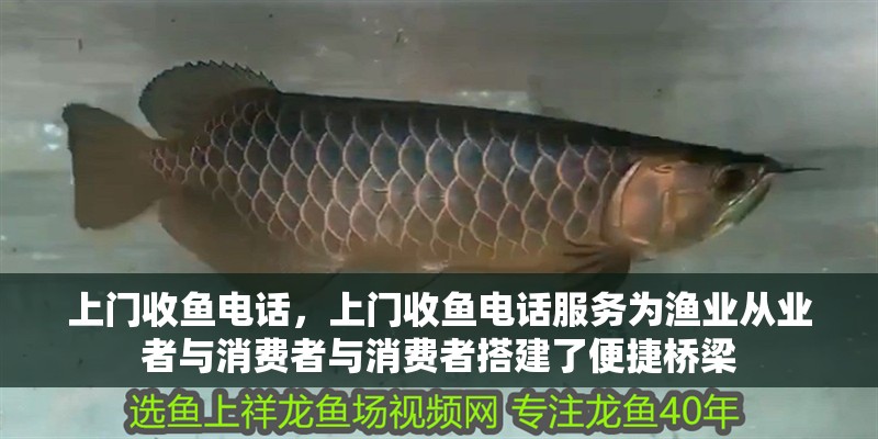 紅龍魚用黃燈烤有用嗎 上門收魚電話,上門收魚電話服務為漁業從業者與消費者與消費者搭建了便捷橋梁 龍魚論壇 上門收魚電話,上門收魚電話服務為漁業從業者與消費者與消費者搭建了便捷橋梁 上門收魚電話,上門收魚電話服務為漁業從業者與消費者與消費者搭建了便捷橋梁 龍魚論壇