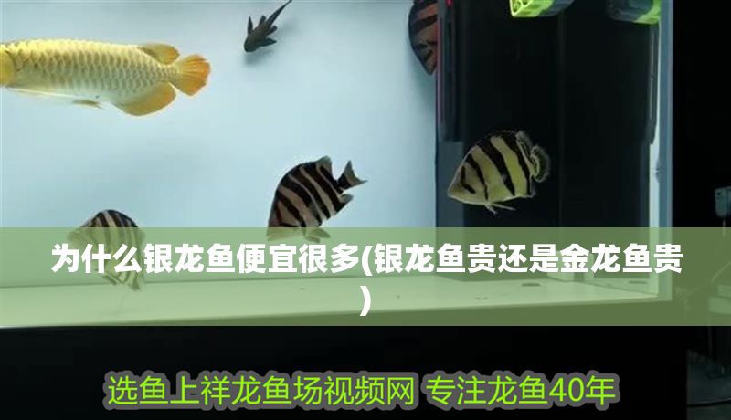 為什么銀龍魚便宜很多(銀龍魚貴還是金龍魚貴) 為什么銀龍魚便宜很多(銀龍魚貴還是金龍魚貴) 銀龍魚百科 第1張