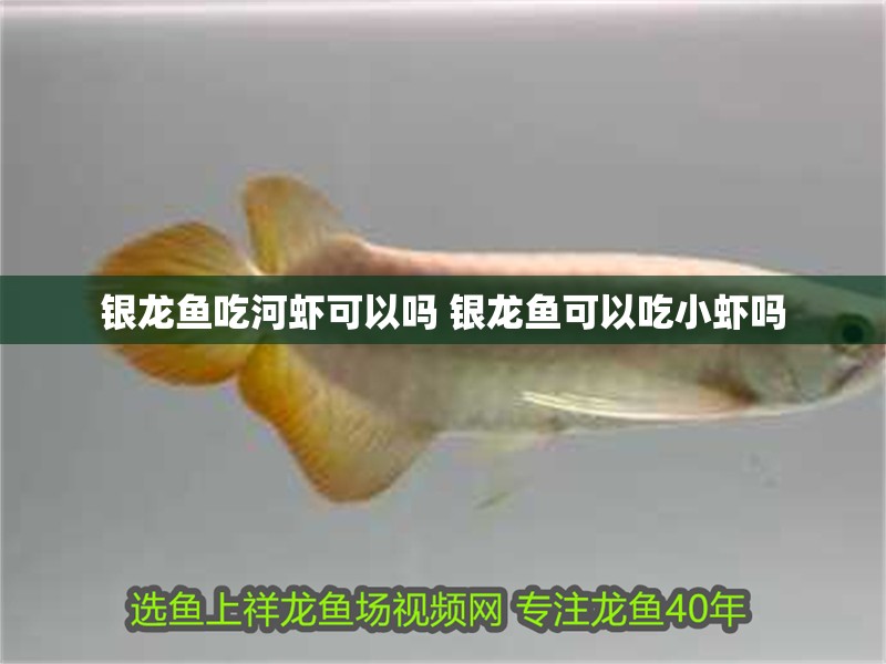 銀龍魚吃河蝦可以嗎 銀龍魚可以吃小蝦嗎