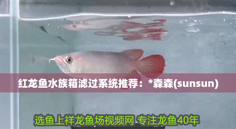 紅龍魚水族箱濾過系統(tǒng)推薦：*森森(sunsun)