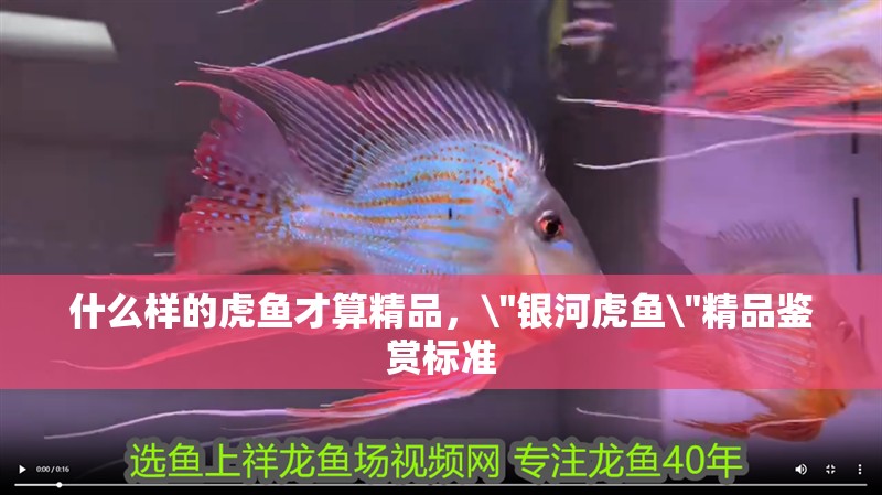 什么樣的虎魚才算精品，\