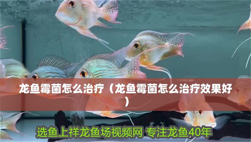 龍魚霉菌怎么治療（龍魚霉菌怎么治療效果好）