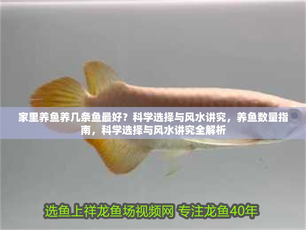 家里養魚養幾條魚最好？科學選擇與風水講究，養魚數量指南，科學選擇與風水講究全解析 家里養魚養幾條魚最好？科學選擇與風水講究，養魚數量指南，科學選擇與風水講究全解析 龍魚百科 第1張
