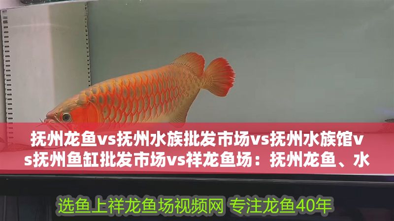 撫州龍魚vs撫州水族批發市場vs撫州水族館vs撫州魚缸批發市場vs祥龍魚場:撫州龍魚、水族批發市場及水族館等場所在水族養殖業中的地位