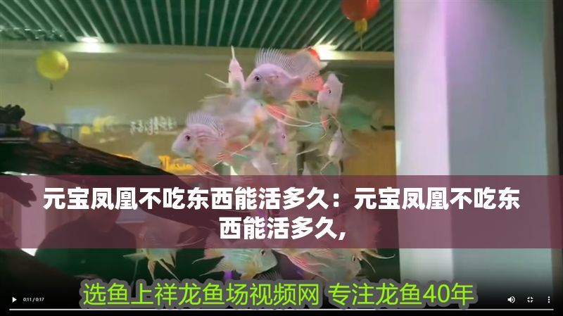 元寶鳳凰不吃東西能活多久：元寶鳳凰不吃東西能活多久,