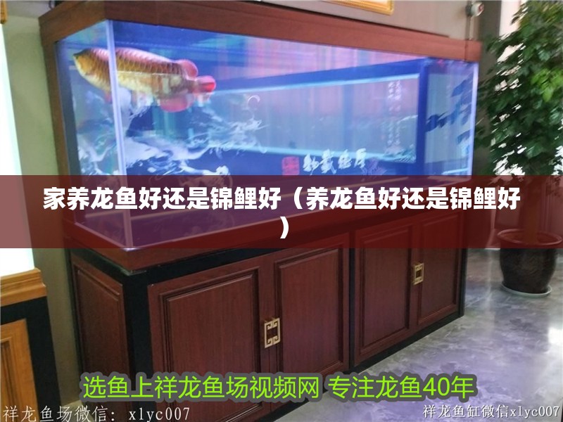 家養(yǎng)龍魚好還是錦鯉好（養(yǎng)龍魚好還是錦鯉好）