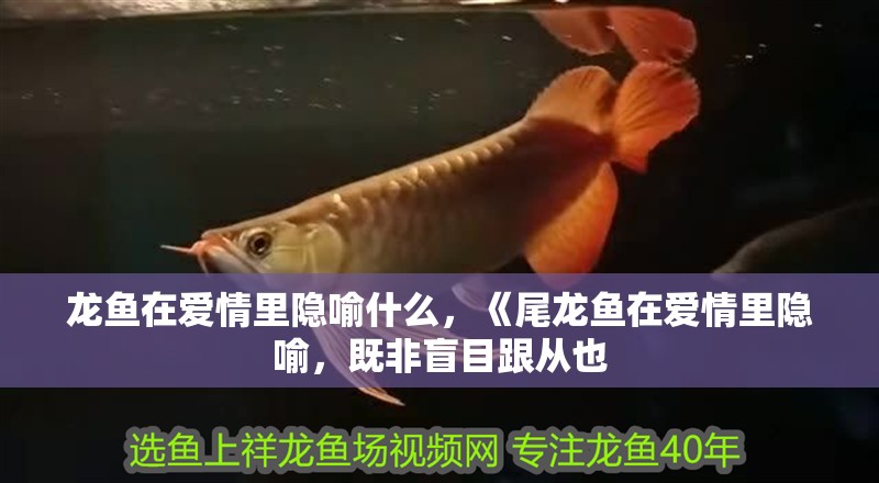 龍魚在愛情里隱喻什么，《尾龍魚在愛情里隱喻，既非盲目跟從也